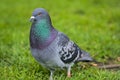 Beautiful closeup view of common city feral pigeon Columbidae on green lawn in Stephens Green Green Park, Dublin, Ireland Royalty Free Stock Photo