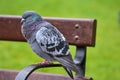 Beautiful closeup view of common city feral pigeon Columbidae sitting on the bench in Stephens Green Green Park, Dublin, Ireland Royalty Free Stock Photo