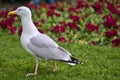 Beautiful closeup view of common white seagull Laridae walking on the lawn beside dark red flowers in St Stephens Green Green Royalty Free Stock Photo