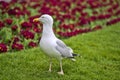 Beautiful closeup view of common white seagull Laridae walking on the lawn beside dark red flowers in Stephens Green Green Park Royalty Free Stock Photo