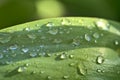 Beautiful closeup view of green super hydrophobic spring garden tulip leaves with lots water drops of morning dew, Dublin, Ireland Royalty Free Stock Photo