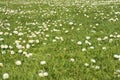 Beautiful closeup view of lots of small single low growing chamomile Mayweed flowers on spring green grass background