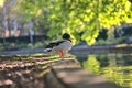 Beautiful closeup view of peaceful resting duck Mallard with reflection in pond water in Herbert Park, Dublin, Ireland