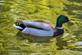 Beautiful closeup view of peaceful resting duck Mallard with reflection in pond water in Herbert Park, Dublin, Ireland