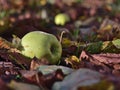 Closeup view of ripe green colored apple lying on the ground surrounded by foliage of leaves in autumn season.