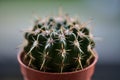 Beautiful closeup view of small dark green cactus Cactaceae spines, glochids and areole of room pant in brick red pot