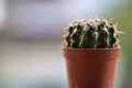 Beautiful closeup view of small dark green cactus Cactaceae spines, glochids and areole of room pant in brick red pot