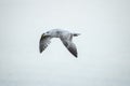 Small flying Western European Herring Gull Larus argentatus argenteus against greenish background, Dun Laoghaire harbor