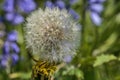 Beautiful closeup view of spring soft and fluffy dandelion flower clock seeds Taraxacum officinale with blurred bluebells Royalty Free Stock Photo