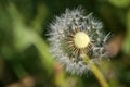 Beautiful closeup view of spring soft and fluffy dandelion Taraxacum officinale flower clock seeds and puff ball flowers, Dublin Royalty Free Stock Photo