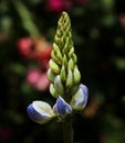 Closeup view Violet Lupin Flower`s Buds
