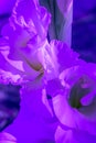 Beautiful closeup of violet gladiolus in the garden. Light background. Nature background. Violet gladiolus in beautiful