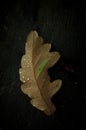 Beautiful closeup of a wet leaf with the dark background