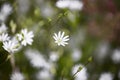 Beautiful closeup of white blooming common starwort flower