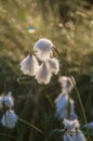 A beautiful closeup of a white cottongrass heads growing in a natural habitat of swamp. Natural closup of wetlands flora Royalty Free Stock Photo