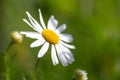 Beautiful closeup of white daisy in field of flowers with green bokeh
