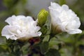 A beautiful closeup of a white double Petunia flower