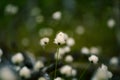 A beautiful closeup of white, fluffy heads of the cottongrass in the wetlands.