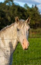 Beautiful closeup of a white horse face in the field Royalty Free Stock Photo