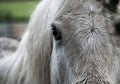 Beautiful closeup of white horse face , focus on forelock and dark eye