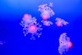 Beautiful closeup of white and pink poisonous jellyfish swimming in the clear blue water Royalty Free Stock Photo