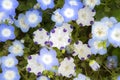 Closeup many nemophila flowers  in ibaraki japan Royalty Free Stock Photo