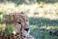 Beautiful closeup wildlife portrait of cheetah Royalty Free Stock Photo