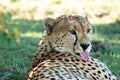 Beautiful closeup wildlife portrait of cheetah Royalty Free Stock Photo