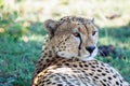 Beautiful closeup wildlife portrait of cheetah Royalty Free Stock Photo