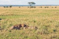 Beautiful closeup wildlife portrait of cheetahs