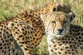 Beautiful closeup wildlife portrait of cheetahs relaxing/cuddling in the grass in masai mara