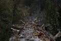 Beautiful closeup of wooden texture