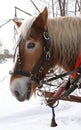 Beautiful closeup of working horse in winter by Peter J. Restivo Royalty Free Stock Photo