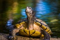 Beautiful closeup of a yellow bellied cumberland slider turtle, tropical reptile specie from America