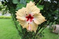 Beautiful closeup of Yellow Hibiscus Rosa sinensis Flower. This flower is also known as Chinese hibiscus, China rose and also rose Royalty Free Stock Photo