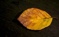 Beautiful closeup of a yellow leaf with the dark background