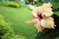 Beautiful closeup of Yellow stamen of Hibiscus Rosa sinensis Flower. This flower is also known as Chinese hibiscus, China rose and Royalty Free Stock Photo