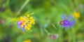 The beautiful closeup of the yellow tansy and violet bluett with the green blur. Royalty Free Stock Photo