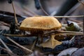 Beautiful Closeup of forest autumn mushrooms in macro. Royalty Free Stock Photo