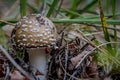 Beautiful closeupmacro of forest autumn poisonous amanita mushroom in macro Royalty Free Stock Photo