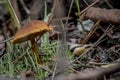 Beautiful closeupmacro of forest autumn poisonous brown mushrooms in macro Royalty Free Stock Photo