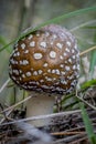 Beautiful closeupmacro of forest autumn poisonous fly-agaric mushroom in macro Royalty Free Stock Photo