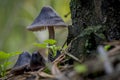 Beautiful closeupmacro of forest autumn poisonous gray mushrooms in macro Royalty Free Stock Photo