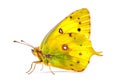 Beautiful Clouded Yellow butterfly isolated on a white background with clipping path. Side view. Royalty Free Stock Photo