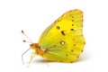 Beautiful Clouded Yellow butterfly isolated on a white background with clipping path. Side view. Royalty Free Stock Photo