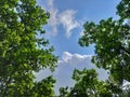 Beautiful clouds flots on the new green leaves of Burmese sal trees