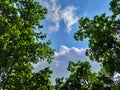 Beautiful clouds flots on the new green leaves of Burmese sal trees