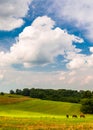 Beautiful clouds over horses in a farm field in Southern York Co Royalty Free Stock Photo