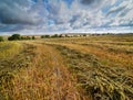 Clouds patterns lineswith green sheaves on a mowed buckwheat field, top view Royalty Free Stock Photo