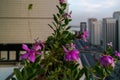 A beautiful cloudy morning sunrise in Abu Dhabi city. relaxing epic view from the balcony with beautiful flowers Royalty Free Stock Photo